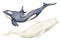 Big Whale and Beluga. Hand drawn watercolor illustration of underwater animals on isolated background. Set of polar