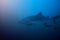 Big whale shark swim deep underwater in the blue