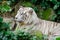 Big white albino tiger. White Tiger Resting On Rock. Panthera tigris var. alba. genetics and mutations in zoology