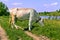 Big white beautiful horned cow grazes on a green juicy meadow on a sunny spring-summer day, side view. Dairy cattle eats grass in