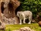 Big white bengal tiger foraging for food