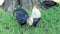 A Big White And Blue With Red Crest And High Tail on a Lawn in Summer