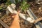 Big white bone in the hand at the abandoned old cattle farm in the lost village