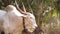 Big white bull in a village in india. White sacred indian bull, close-up