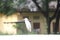 Big  white cattle egret, heron birds green background Photo