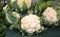 big white cauliflowers for sale