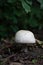 Big white champignon in the forest. Edible mushroom.