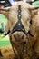 Big white  cow at Paris International Agricultural Show.