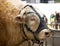 Big white  cow at Paris International Agricultural Show.