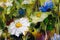 Big white daisy flower camomiles closeup macro oil painting on canvas. Modern Impressionism.Impasto artwork.