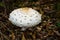 Big white dangerous mushroom at dark forest corner