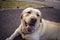 Big white dog lying down . look of a dog . Labrador head