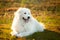 Big white dog lying on moss in the field at sunset. gorgeous maremma sheepdog. Cane da pastore Maremmano-Abruzzese