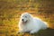 Big white dog lying on moss in the field at sunset. gorgeous maremma sheepdog. Cane da pastore Maremmano-Abruzzese