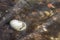 Big white egg of a water bird fallen in a lake or pond as lost egg or Easter egg shows breeding and hatching of youngsters