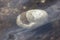 Big white egg of a water bird fallen in a lake or pond as lost egg or Easter egg shows breeding and hatching of youngsters