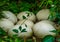 Big white elephant bird eggs laying in the forest, easter and nature background