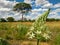 Big white flower with a savannah landscape with camel thorn acacia tree on a background in central Namibia, South Africa