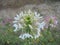 Big white flowers in the garden