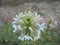 Big white flowers in the garden.