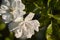 Big white flowers with violet spots