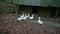 Big White Geese Eat in Village Yard