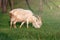 A big white goat with huge horns eats grass among the trees.