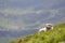 Big white grown clever shepherd dog laying resting on steep green grassy mountain slope on sunny summer day on copy space