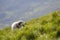 Big white grown clever shepherd dog standing on steep green grassy mountain slope on sunny summer day on copy space background of