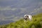 Big white grown clever shepherd dog standing on steep green grassy mountain slope on sunny summer day on copy space background of