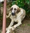 Big white guard dog sitting on the ground beneath the shade of leaves in a garden