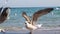 Big white gulls walk on the sandy sand on the seashore. Waves of clear water hit the shore