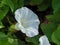 Big white hedge bindweed flower in a hedgerow