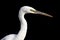 Big White heron
