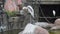 Big white heron stands on the rock and cleans feathers, wild birds, flora and fauna, big exotic birds