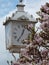 Big white historical clock with blooming magnolia in front