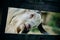 Big white horned goat looks through a wooden fence