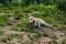 Big and white Hudson Bay Wolf lives in the Artic and at the northwestern coast of the Hudson Bay