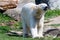 Big white icebear on a green background