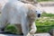 Big white icebear on a green background