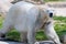 Big white icebear on a green background