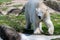 Big white icebear on a green background