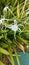 Big white lily flower, thin petals