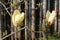 Big white magnolia flower against the brown fence