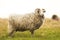 Big white male sheep standing in grass