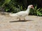 Big white Mascovy Duck walking on a stone path