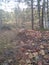 Big white mushroom in autumn forest