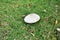 Big white mushroom on a green background of cut grass