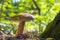 Big white mushroom in sunny wood