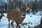 Big white nail deer in Quebec in autumn